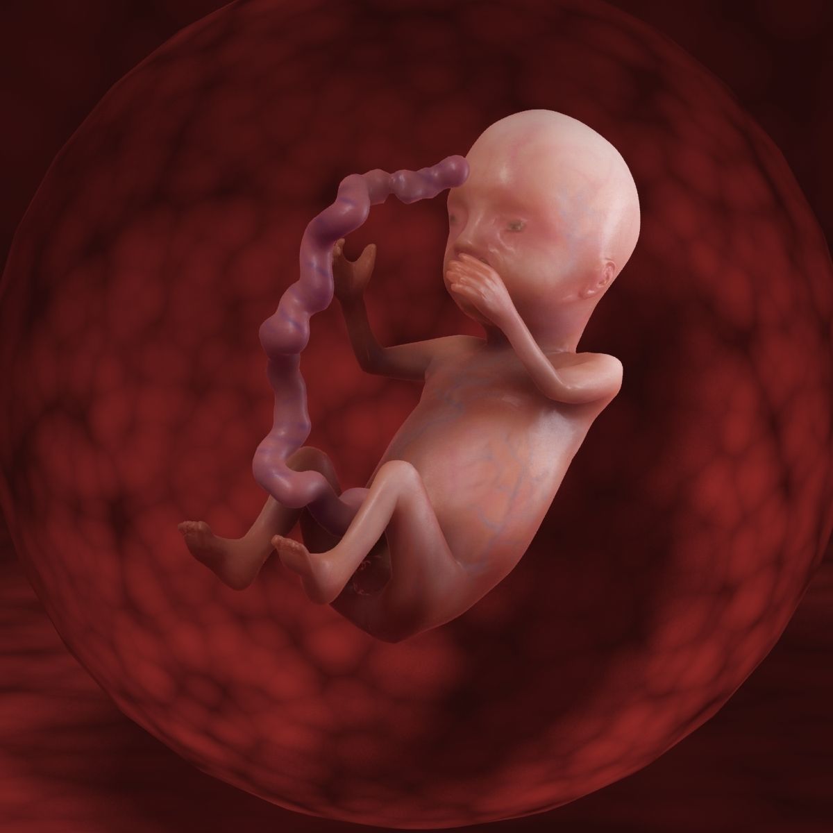 Human Fetus 3D model_50