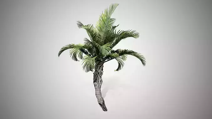 Curly Palm Tree Low-poly 3D model