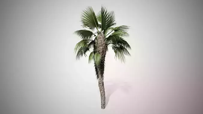 Chinese Fan Palm Tree