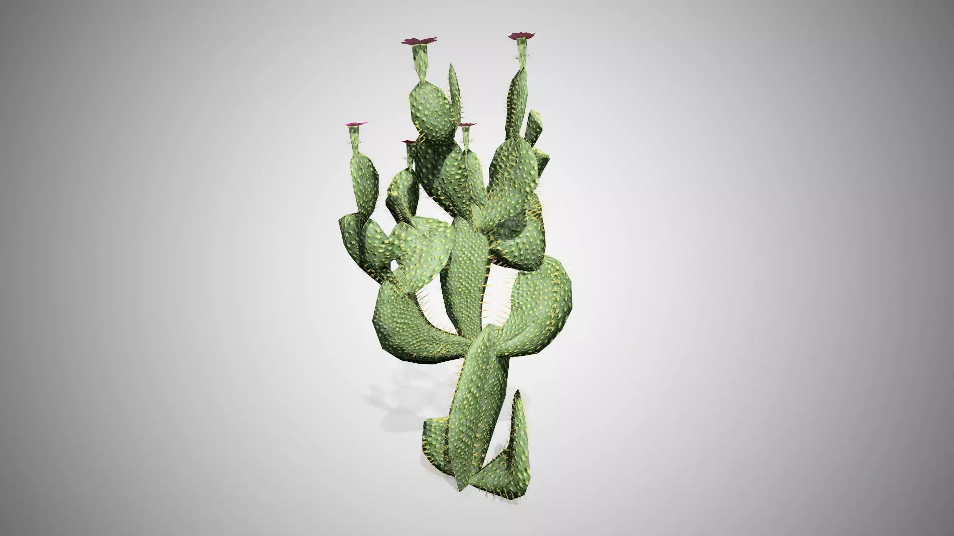 Beavertail Cactus Tree Low-poly 3D model