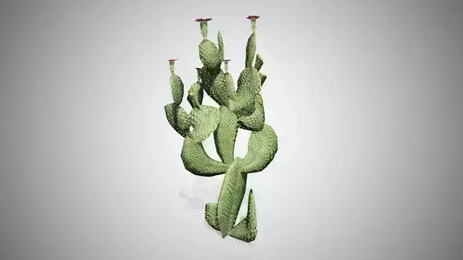 Beavertail Cactus Tree Low-poly 3D model