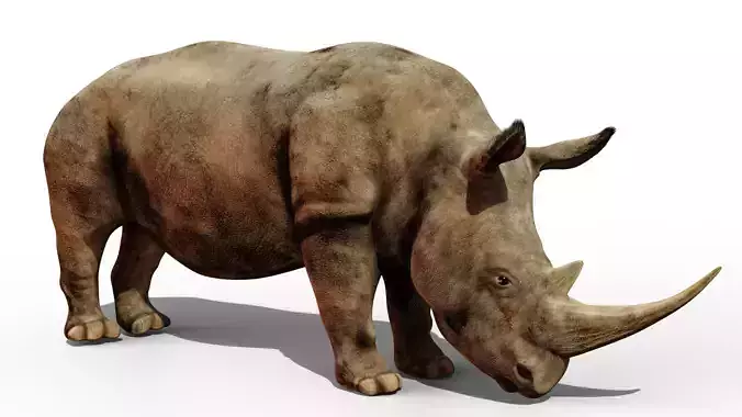Rhino rhinoceros 3D model