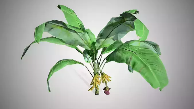 Banana Tree Low-poly 3D model