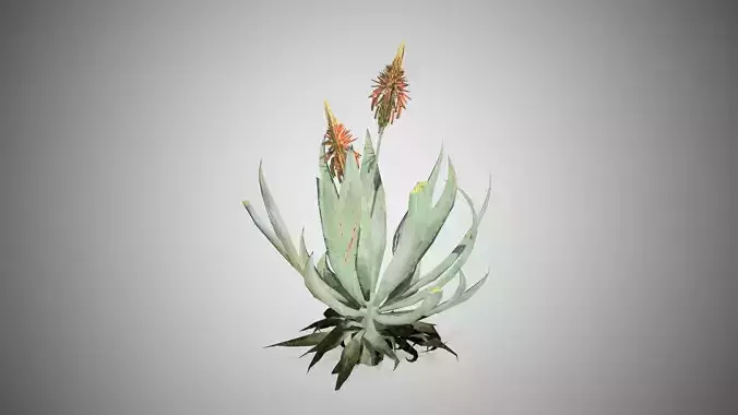 AloeVera Flower