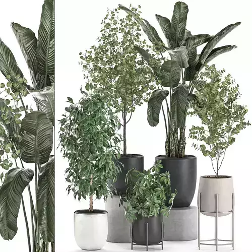 Decorative plants for interior decoration in pots 557 3D model