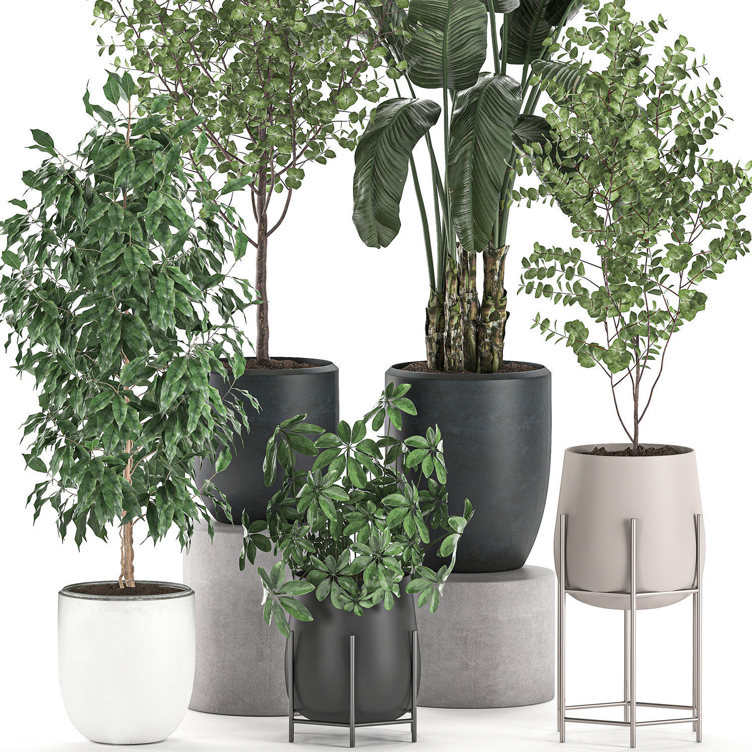 Decorative plants for interior decoration in pots 557 3D model_3