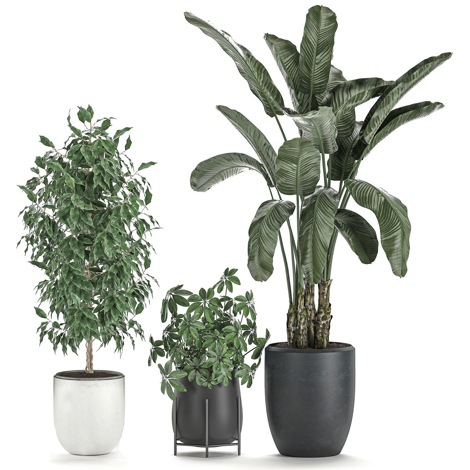 Decorative plants for interior decoration in pots 557 3D model_9