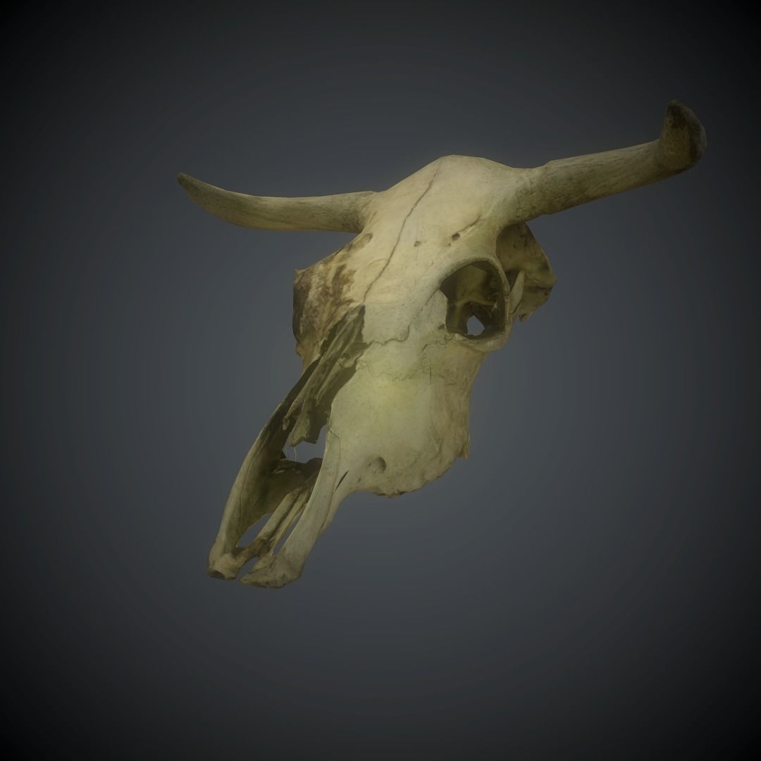 CowSkull Lowpoly cow skull Low-poly 3D model_3