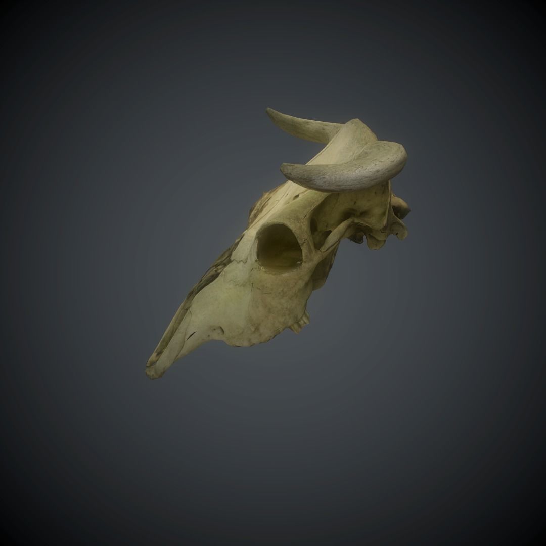 CowSkull Lowpoly cow skull Low-poly 3D model_13