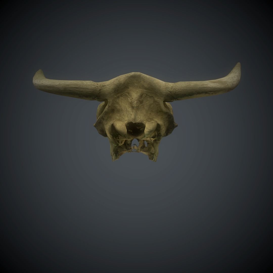 CowSkull Lowpoly cow skull Low-poly 3D model_17