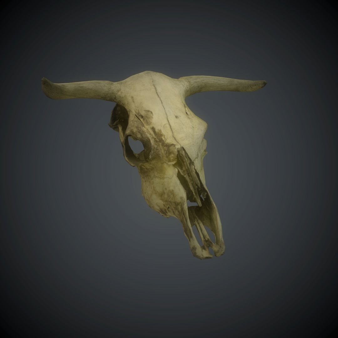 CowSkull Lowpoly cow skull Low-poly 3D model_14