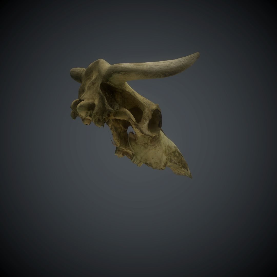 CowSkull Lowpoly cow skull Low-poly 3D model_9