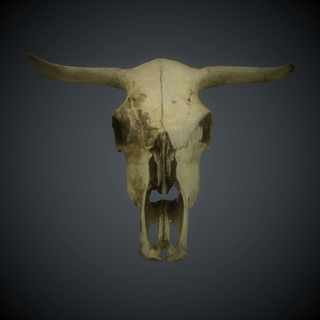 CowSkull Lowpoly cow skull Low-poly 3D model_6
