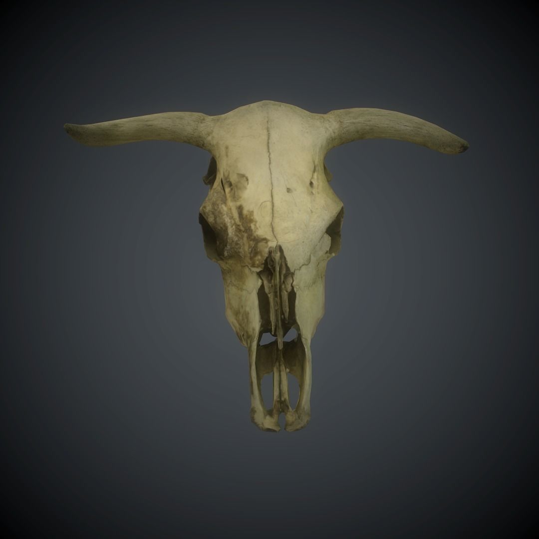 CowSkull Lowpoly cow skull Low-poly 3D model_15