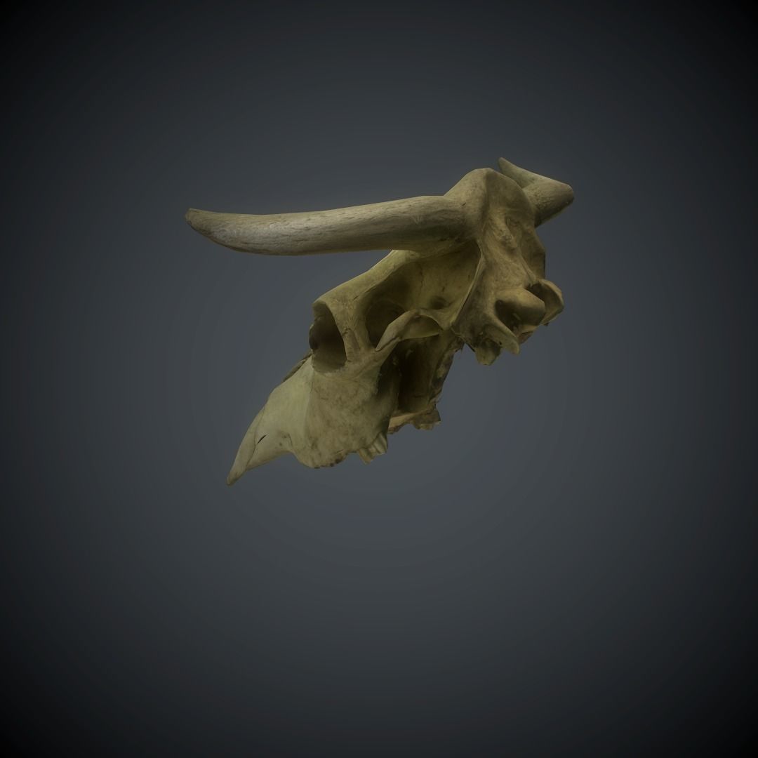CowSkull Lowpoly cow skull Low-poly 3D model_12
