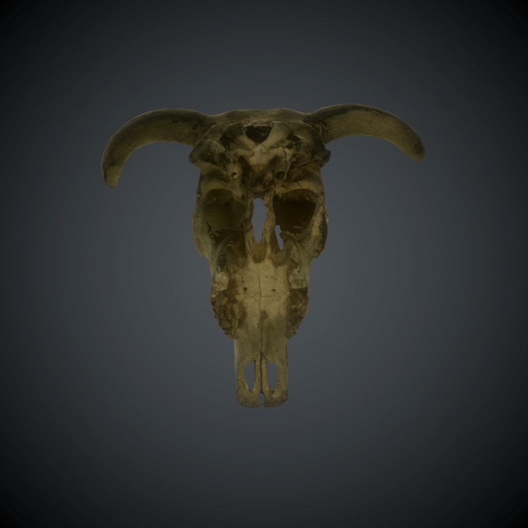 CowSkull Lowpoly cow skull Low-poly 3D model_16