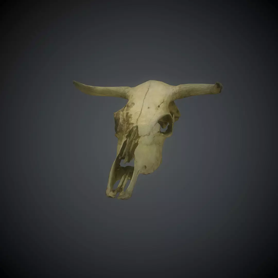 CowSkull Lowpoly cow skull Low-poly 3D model_0