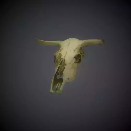 CowSkull Lowpoly cow skull Low-poly 3D model