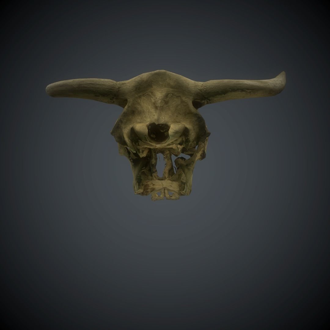 CowSkull Lowpoly cow skull Low-poly 3D model_10