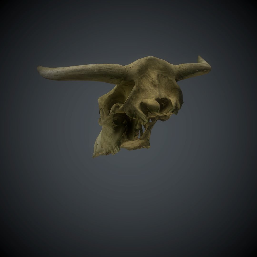 CowSkull Lowpoly cow skull Low-poly 3D model_11