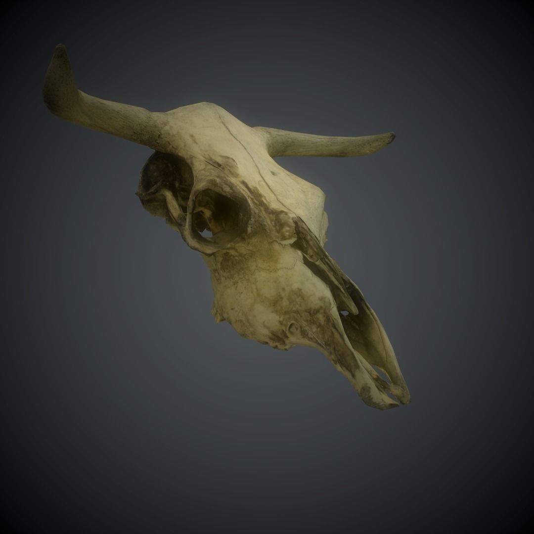CowSkull Lowpoly cow skull Low-poly 3D model_4