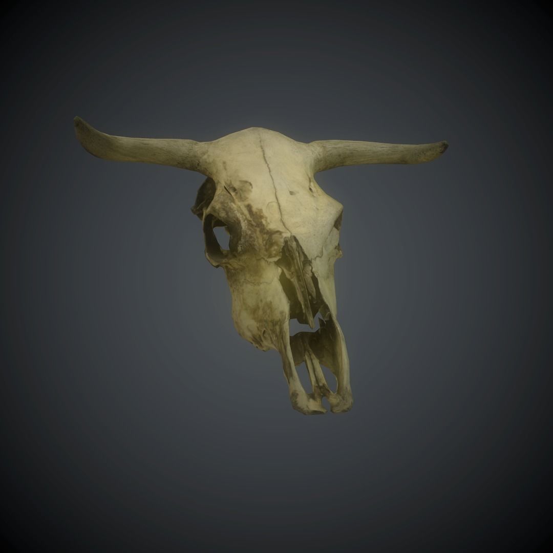 CowSkull Lowpoly cow skull Low-poly 3D model_7