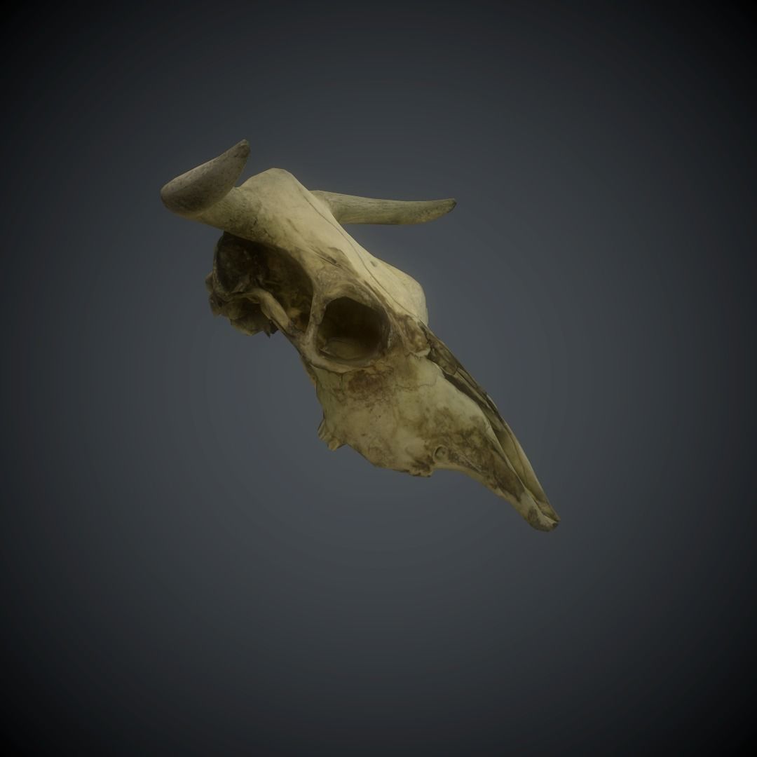 CowSkull Lowpoly cow skull Low-poly 3D model_8