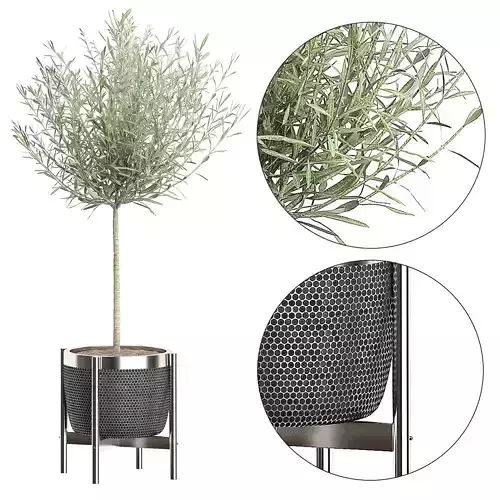 Olive tree in pot 67 3D model