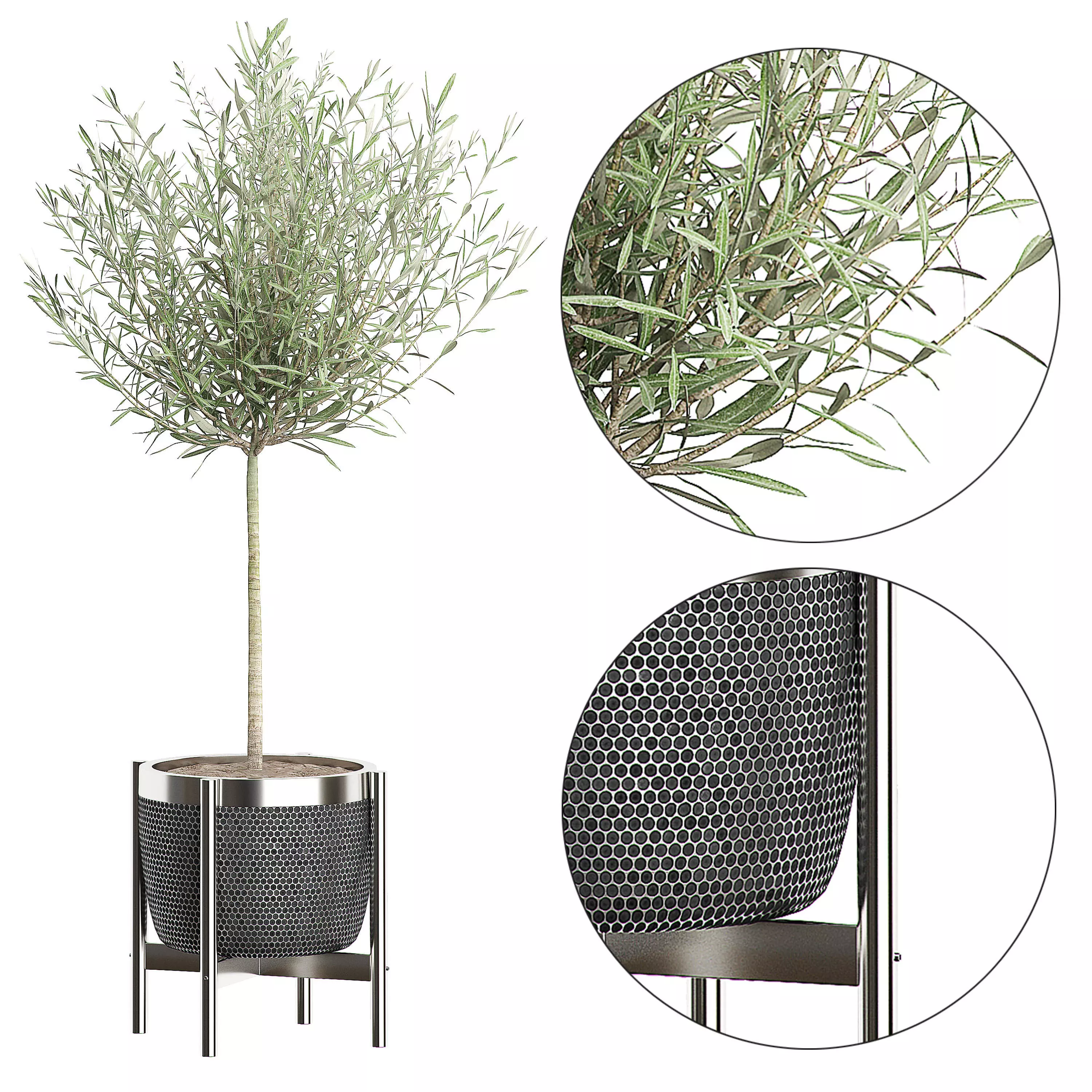 Olive tree in pot 67 3D model_0