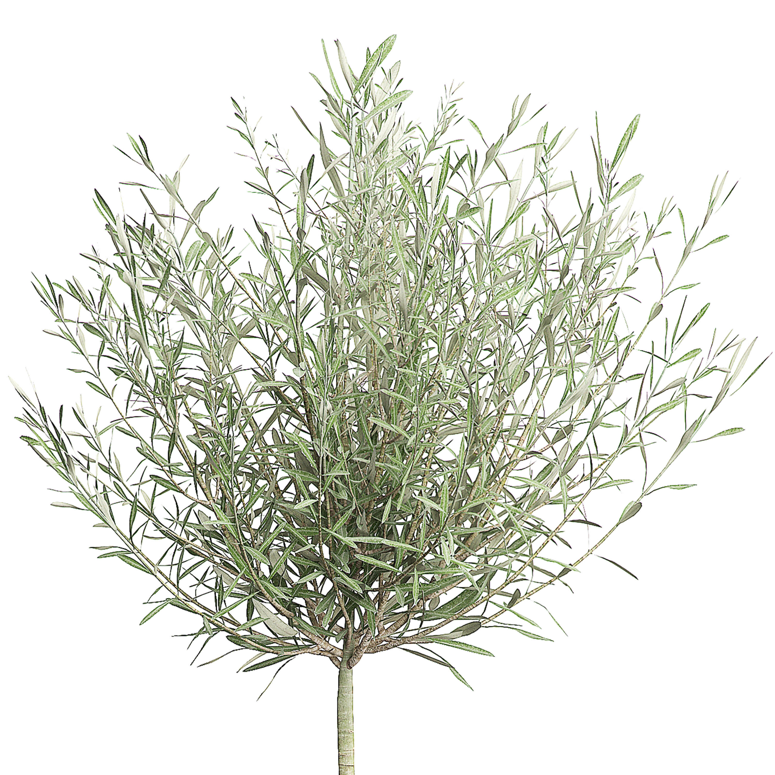 Olive tree in pot 67 3D model_1
