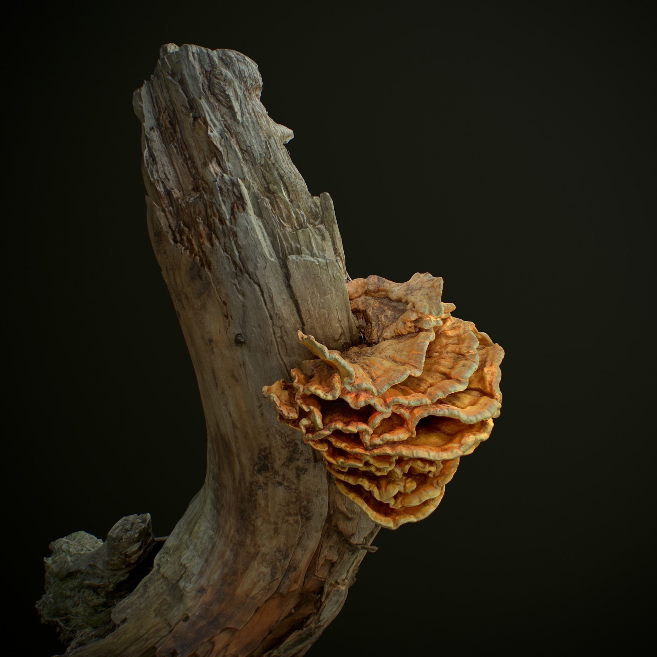 Wood Mushrooms  on a Trees - Laetiporus Sulphureus Yellow Fungi Low-poly 3D model_6
