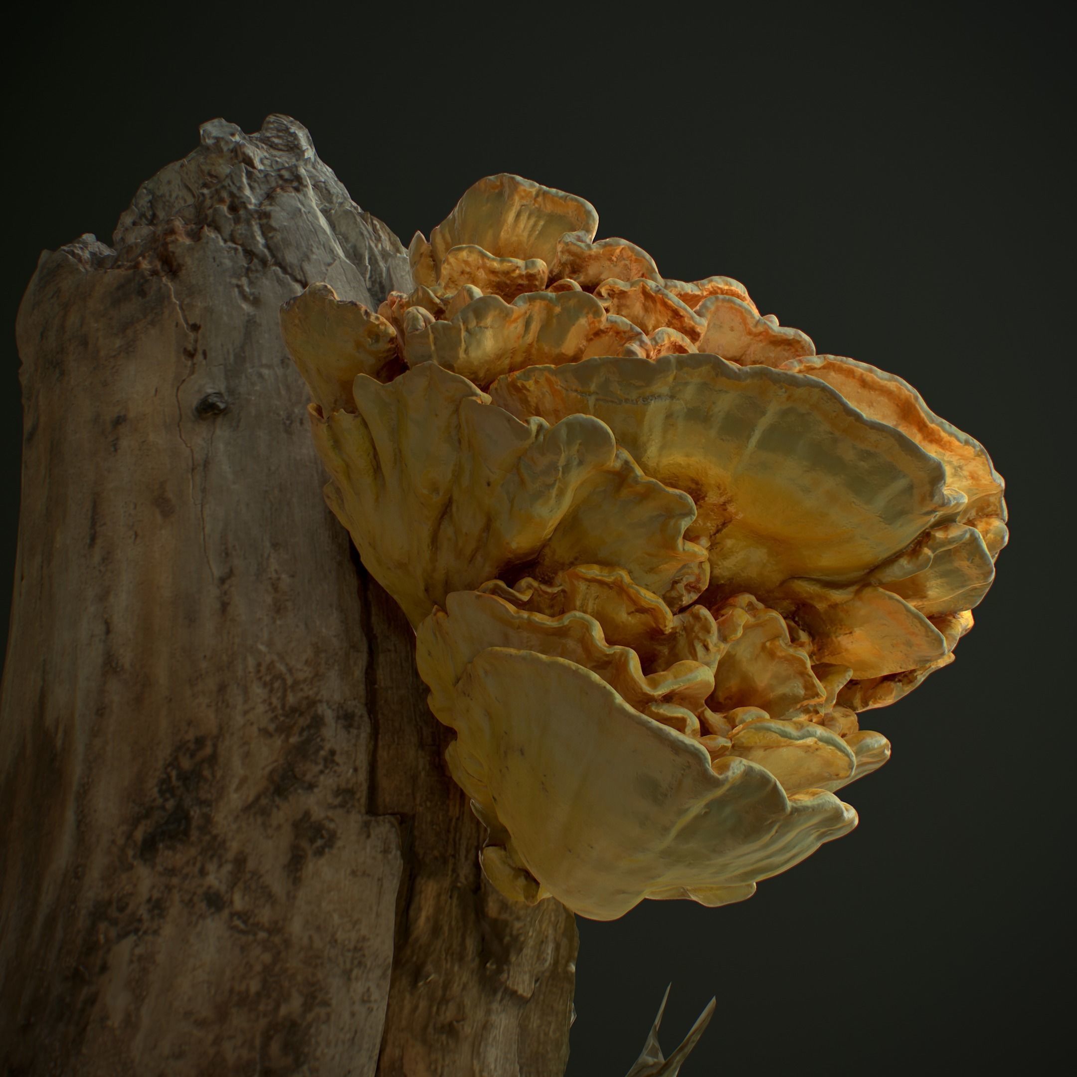 Wood Mushrooms  on a Trees - Laetiporus Sulphureus Yellow Fungi Low-poly 3D model_9