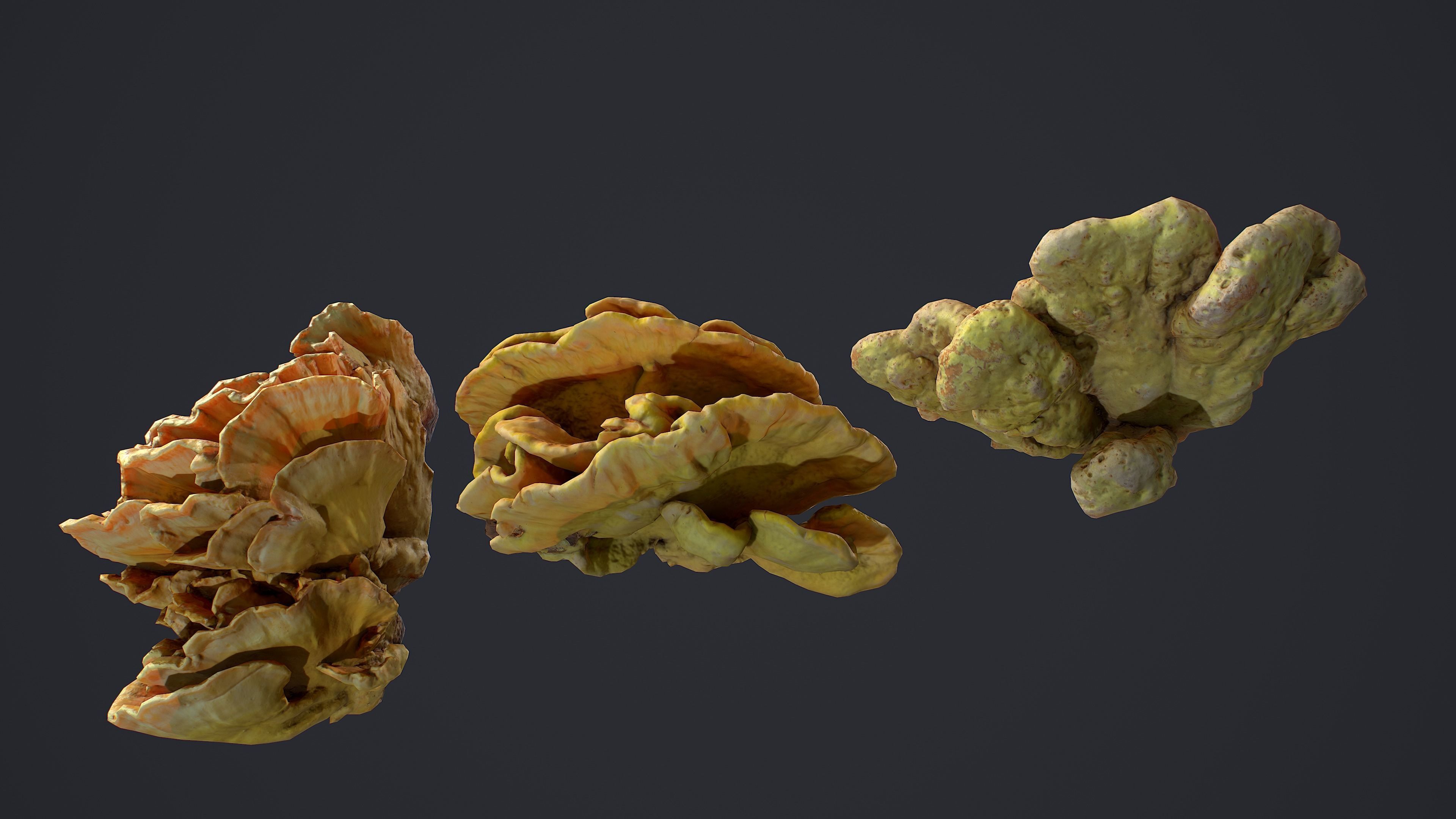 Wood Mushrooms  on a Trees - Laetiporus Sulphureus Yellow Fungi Low-poly 3D model_3