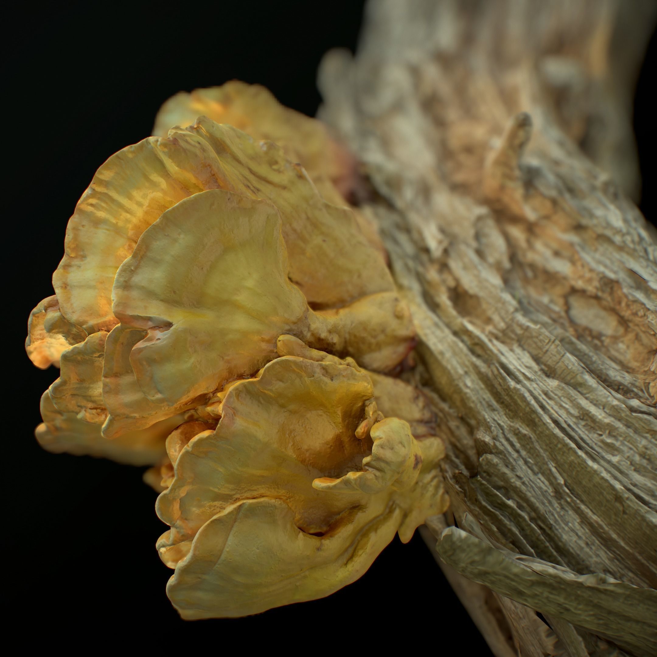 Wood Mushrooms  on a Trees - Laetiporus Sulphureus Yellow Fungi Low-poly 3D model_8