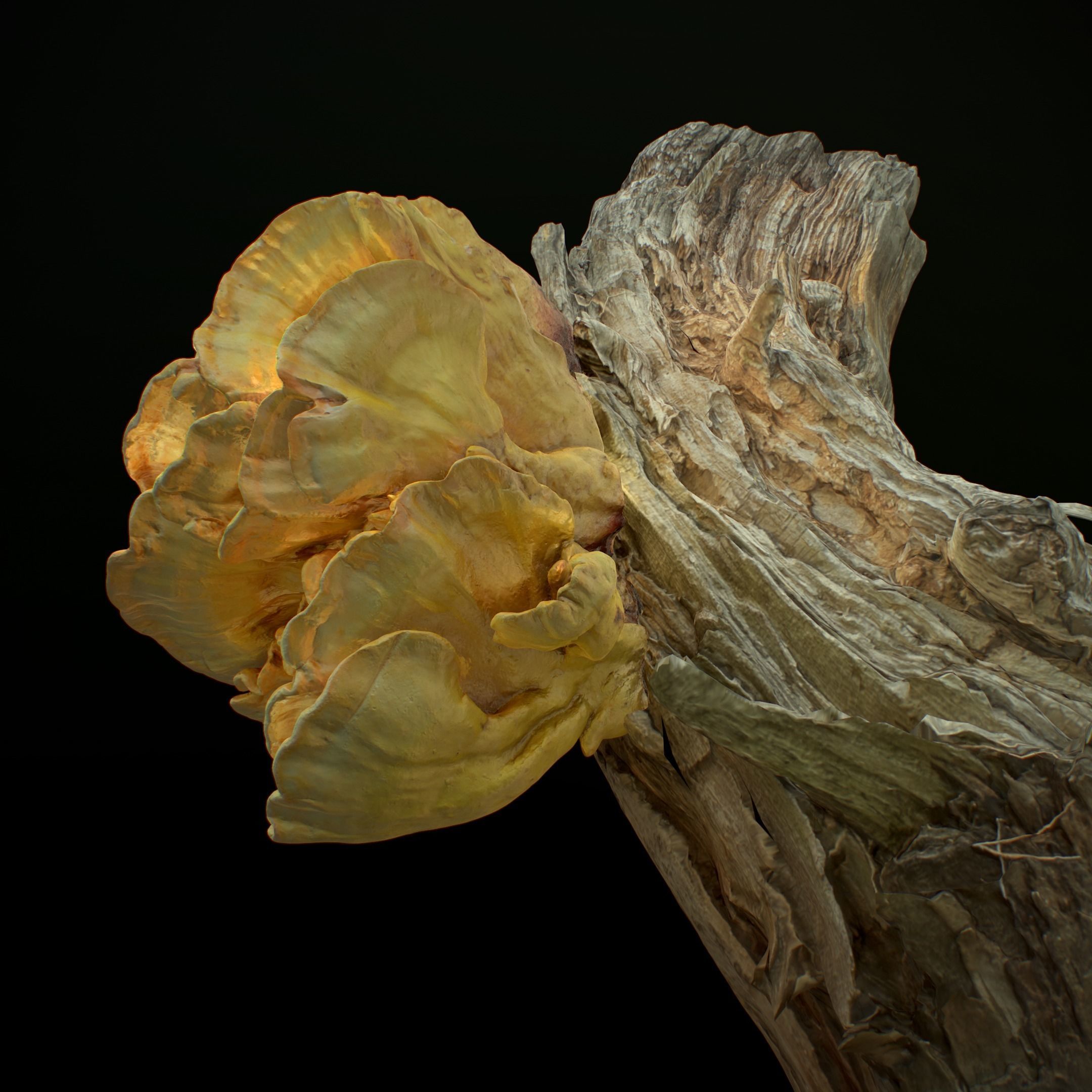 Wood Mushrooms  on a Trees - Laetiporus Sulphureus Yellow Fungi Low-poly 3D model_7