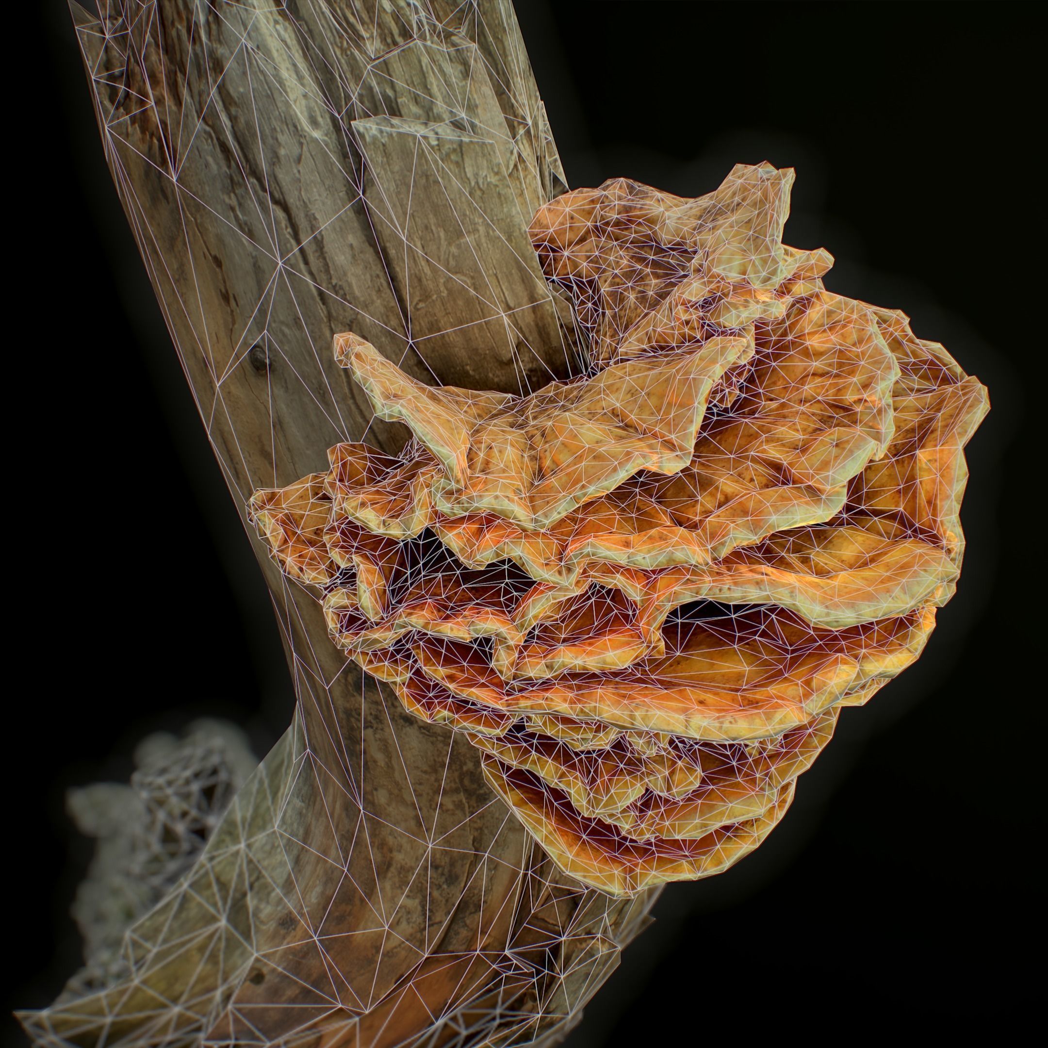 Wood Mushrooms  on a Trees - Laetiporus Sulphureus Yellow Fungi Low-poly 3D model_10