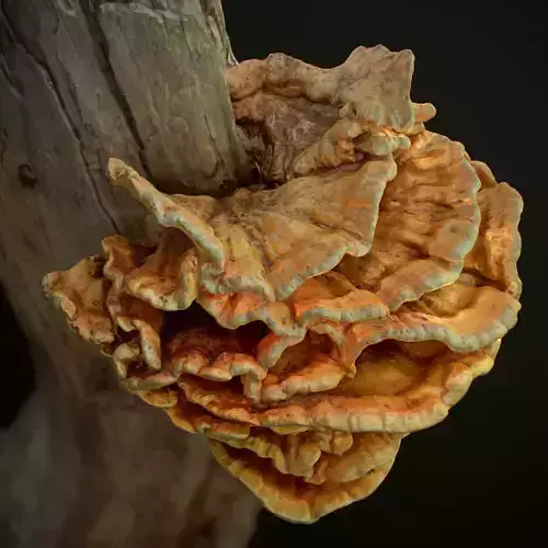 Wood Mushrooms  on a Trees - Laetiporus Sulphureus Yellow Fungi Low-poly 3D model