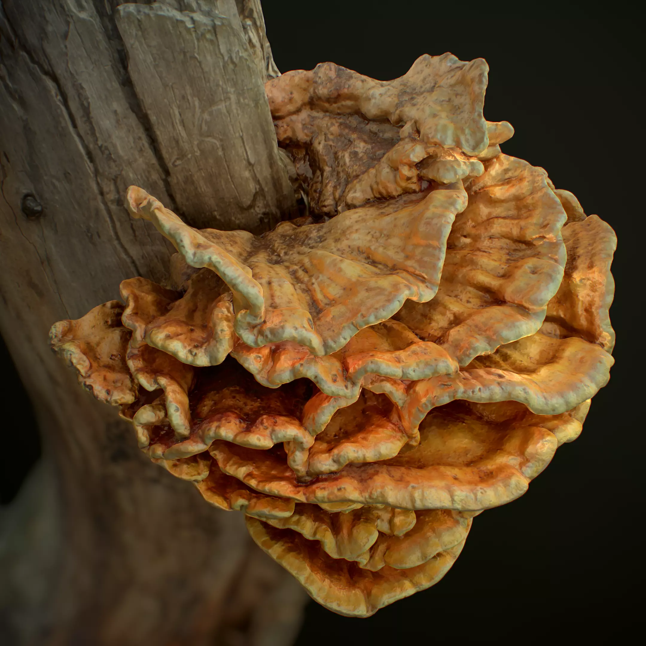 Wood Mushrooms  on a Trees - Laetiporus Sulphureus Yellow Fungi Low-poly 3D model_0