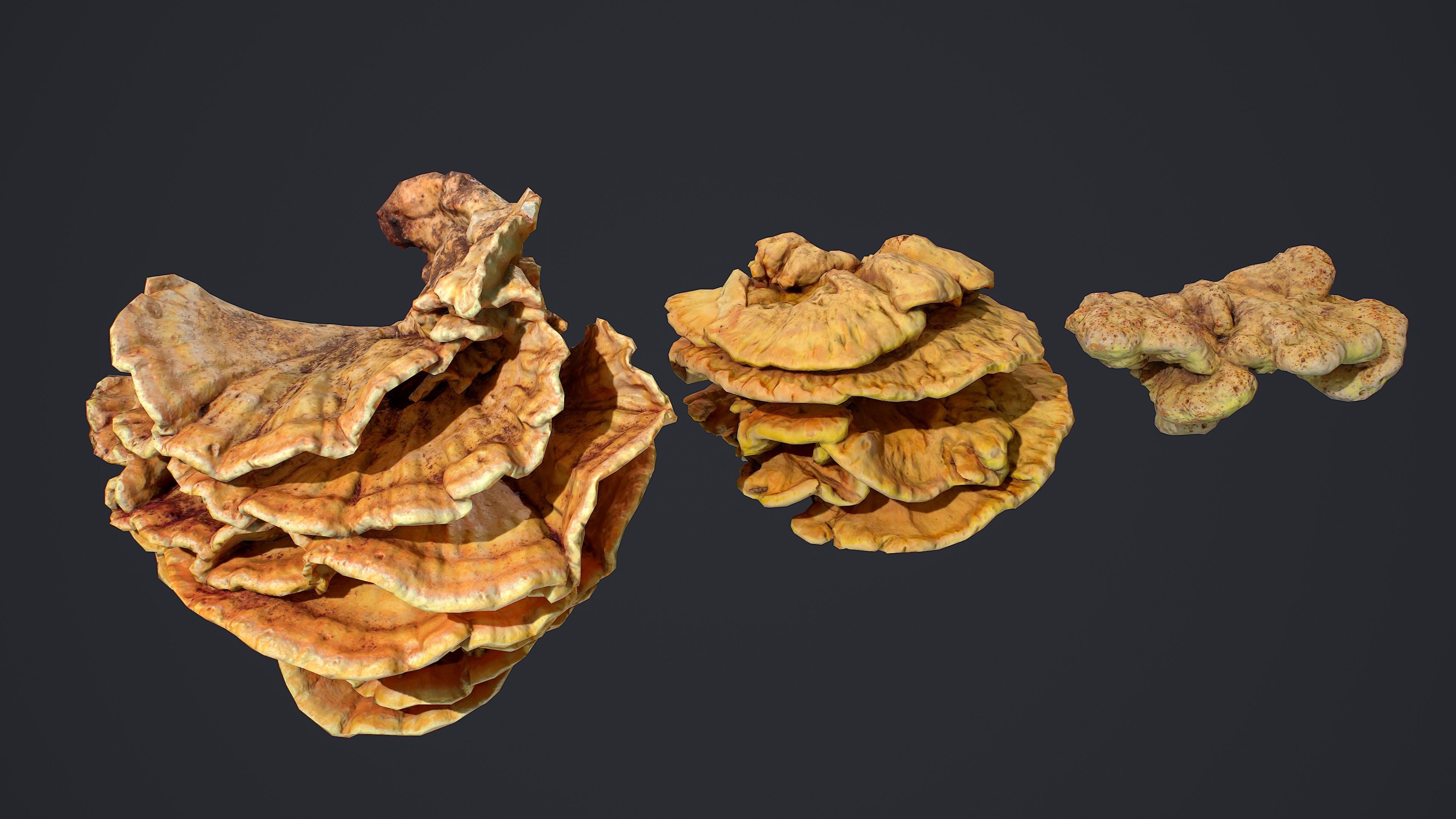 Wood Mushrooms  on a Trees - Laetiporus Sulphureus Yellow Fungi Low-poly 3D model_2