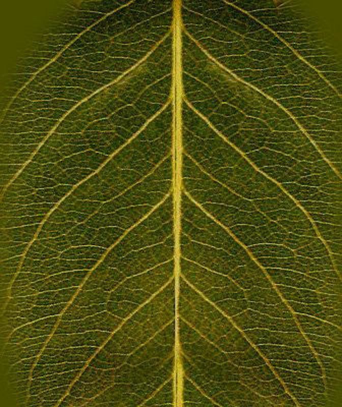 MEDITERRANEAN THEMED RESTAURANT Low-poly 3D model_20