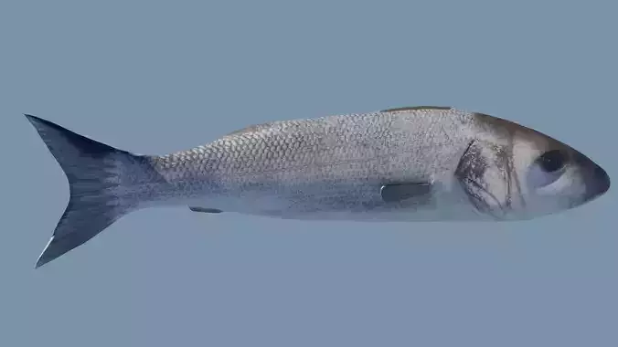 Sea bass Fish Photorealistic  3d model Rigged Animated Low poly Low-poly 3D model