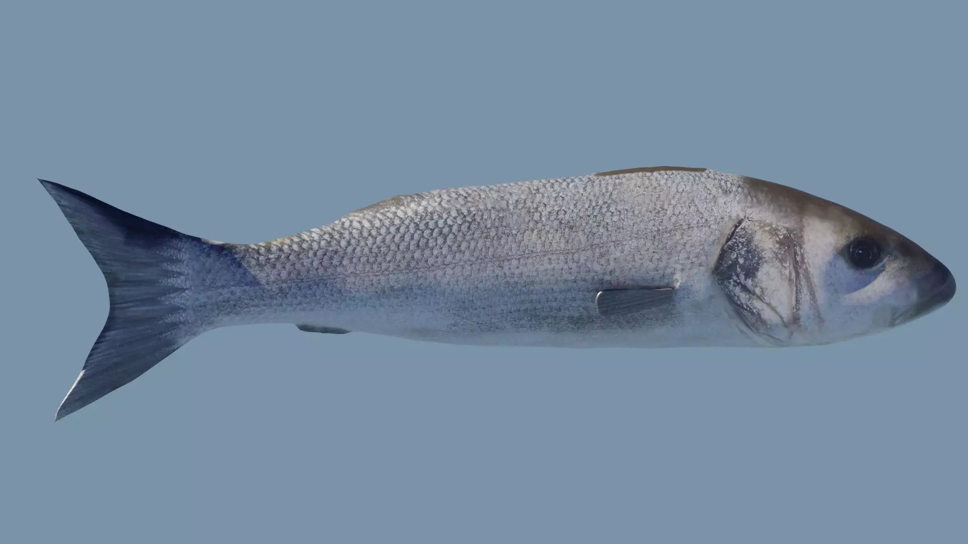 Sea bass Fish Photorealistic  3d model Rigged Animated Low poly Low-poly 3D model_0