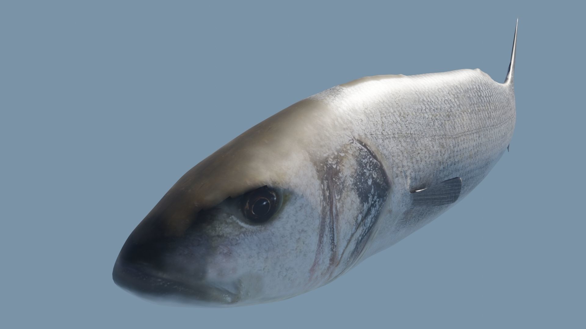 Sea bass Fish Photorealistic  3d model Rigged Animated Low poly Low-poly 3D model_2