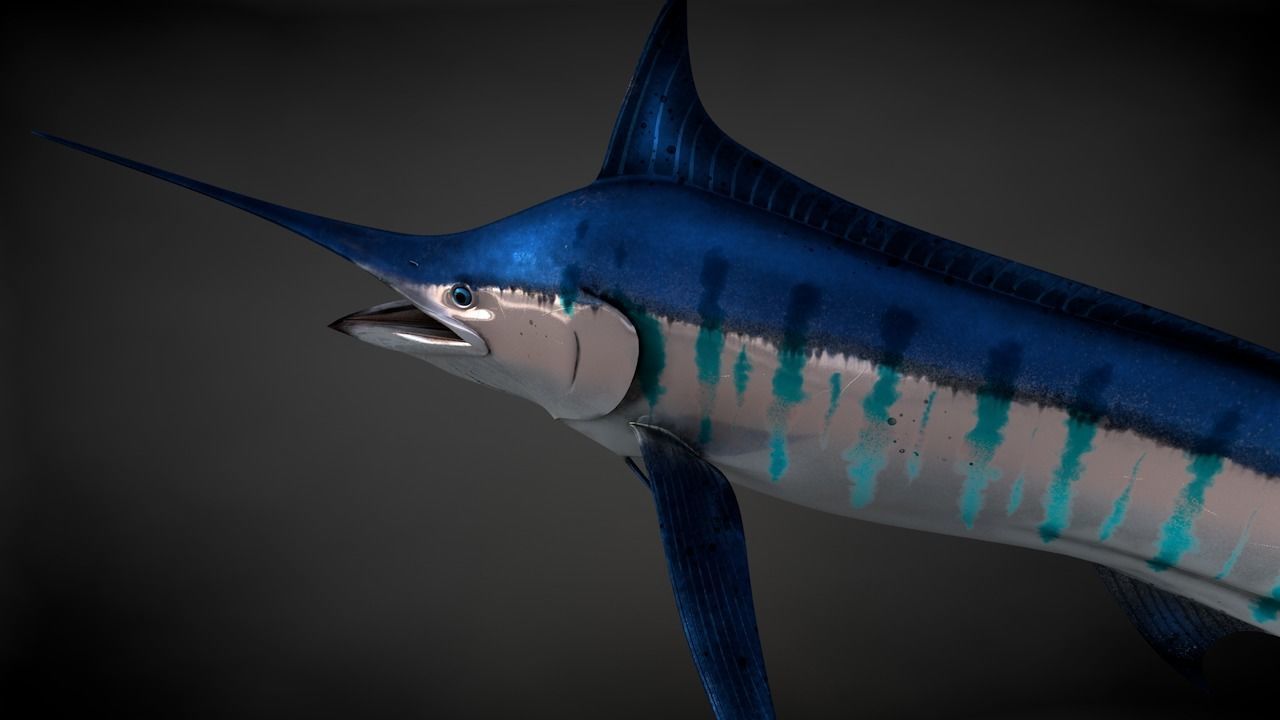 Blue Stripped Marlin C4D Rigged Low-poly 3D model_27