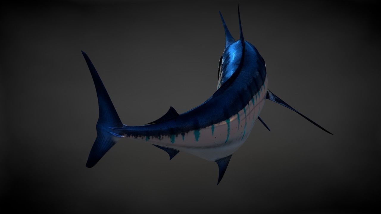 Blue Stripped Marlin C4D Rigged Low-poly 3D model_20