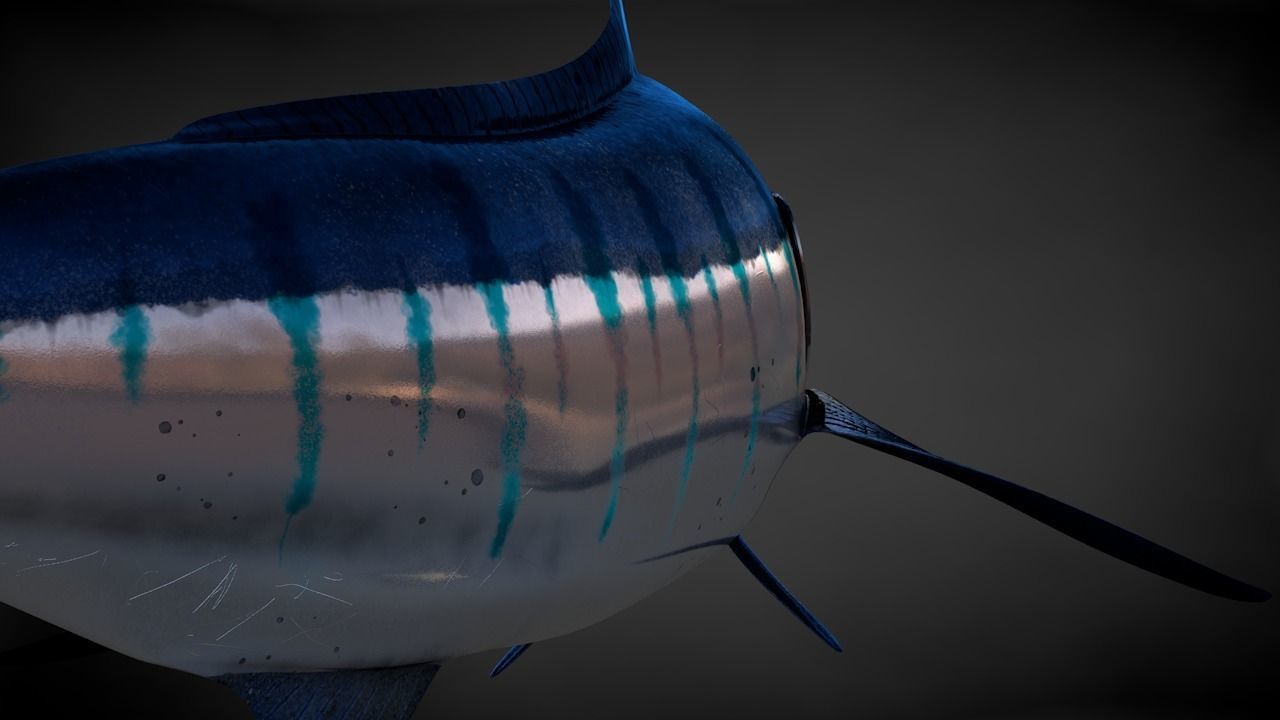 Blue Stripped Marlin C4D Rigged Low-poly 3D model_21