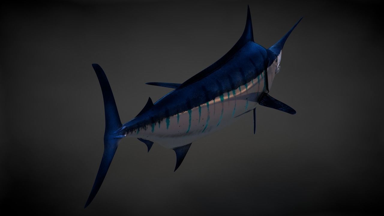 Blue Stripped Marlin C4D Rigged Low-poly 3D model_7