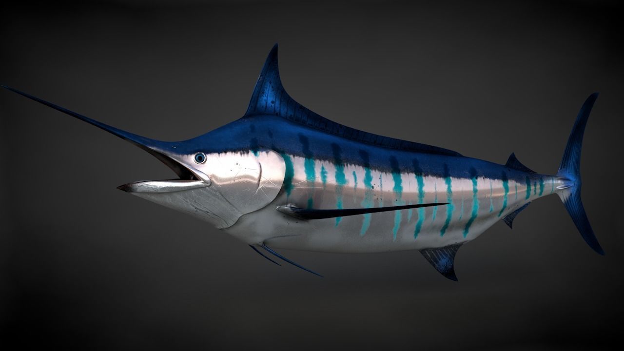 Blue Stripped Marlin C4D Rigged Low-poly 3D model_4