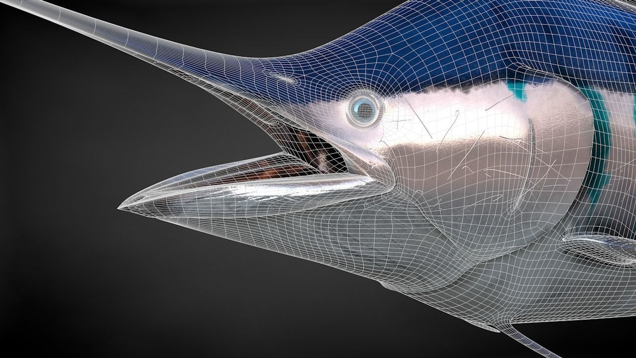 Blue Stripped Marlin C4D Rigged Low-poly 3D model_31