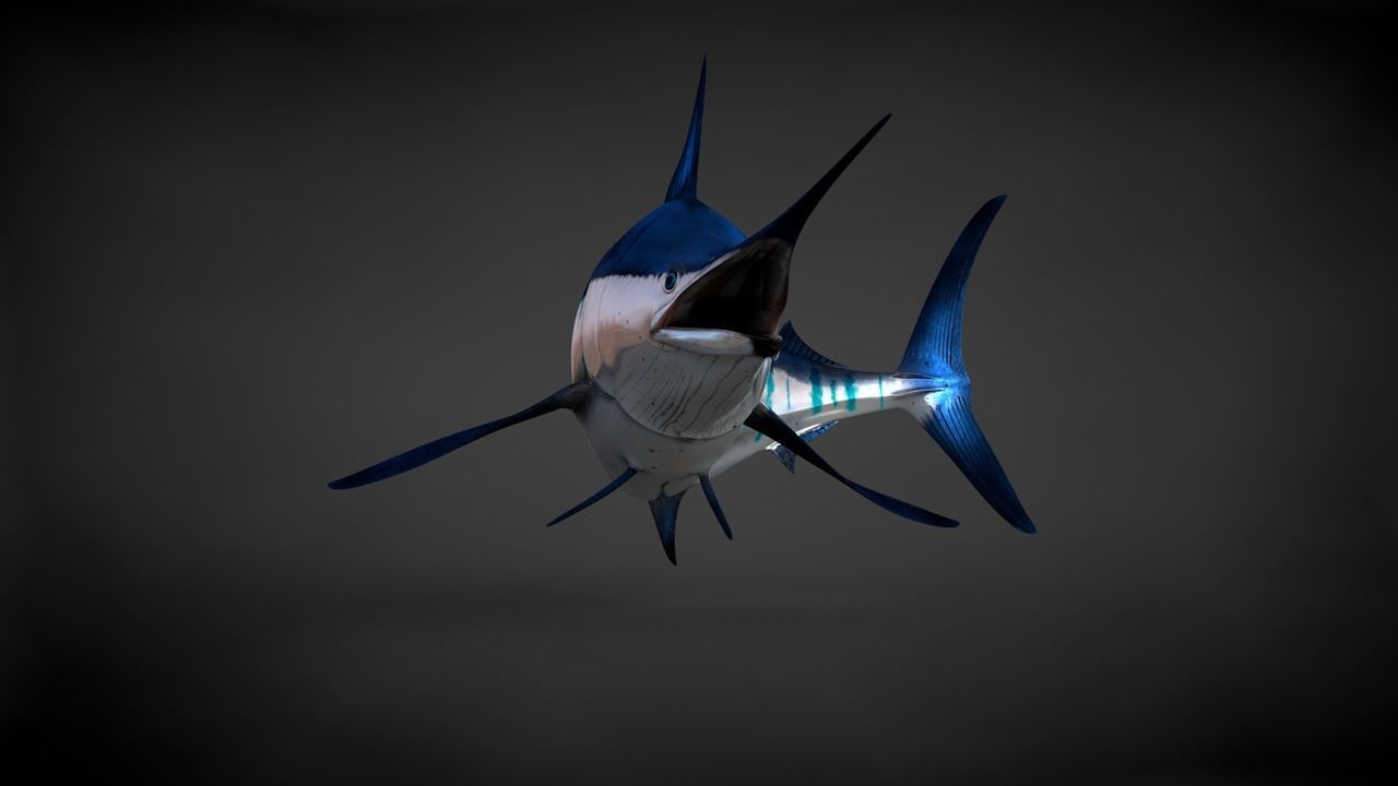 Blue Stripped Marlin C4D Rigged Low-poly 3D model_15